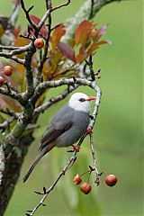 White-headed Bulbul