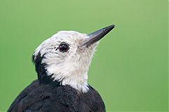White-headed Woodpecker