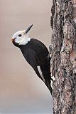 White-headed Woodpecker