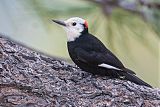 White-headed Woodpecker