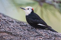 White-headed Woodpecker