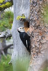 White-headed Woodpecker