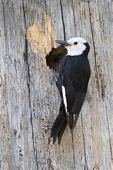 White-headed Woodpecker