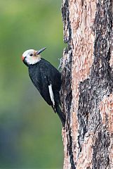 White-headed Woodpecker