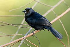 White-lined Tanager