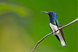 White-necked Jacobinborder=