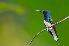 White-necked Jacobin