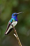 White-necked Jacobin