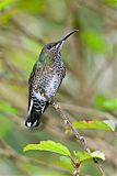 White-necked Jacobinborder=