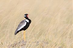 White-quilled Bustard