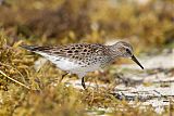 White-rumped Sandpiper