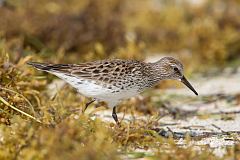 White-rumped Sandpiper