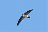 White-rumped Swiftlet