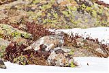 White-tailed Ptarmigan