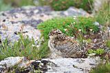 White-tailed Ptarmigan