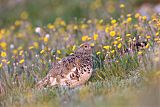 White-tailed Ptarmiganborder=