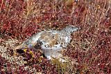 White-tailed Ptarmiganborder=