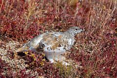 White-tailed Ptarmigan