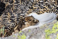 White-tailed Ptarmigan