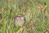 White-tailed Ptarmiganborder=