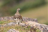 White-tailed Ptarmiganborder=