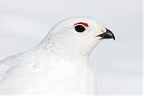 White-tailed Ptarmiganborder=