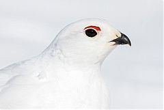 White-tailed Ptarmigan