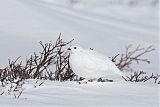 White-tailed Ptarmiganborder=