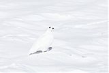 White-tailed Ptarmiganborder=