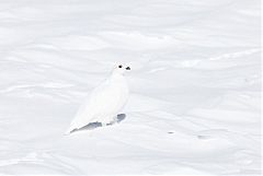 White-tailed Ptarmigan