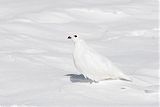 White-tailed Ptarmiganborder=