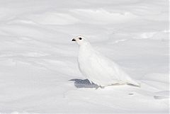 White-tailed Ptarmigan