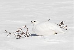 White-tailed Ptarmigan