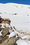 White-tailed Ptarmigan