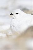 White-tailed Ptarmiganborder=