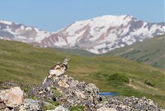 White-tailed Ptarmigan