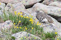 White-tailed Ptarmigan