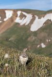 White-tailed Ptarmigan