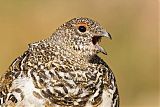 White-tailed Ptarmiganborder=