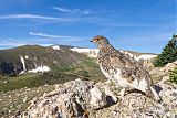 White-tailed Ptarmigan