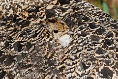 White-tailed Ptarmigan