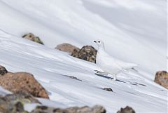 White-tailed Ptarmigan