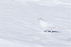 White-tailed Ptarmigan
