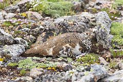 White-tailed Ptarmigan