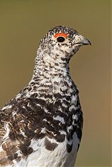 White-tailed Ptarmigan