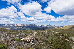White-tailed Ptarmigan