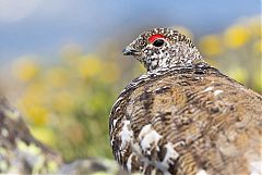 White-tailed Ptarmigan