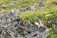 White-tailed Ptarmigan