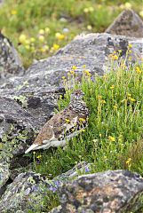 White-tailed Ptarmigan