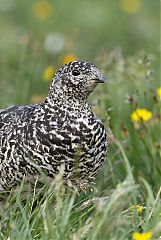 White-tailed Ptarmigan